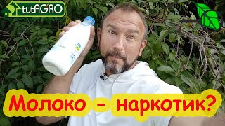 видео: Что будет, если пить молоко каждый день. Как правильно пить молоко для красоты, молодости, здоровья. картинка: Что будет, если пить молоко каждый день. Как правильно пить молоко для красоты, молодости, здоровья.