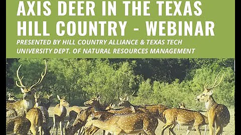 Axis Deer in the Texas Hill Country