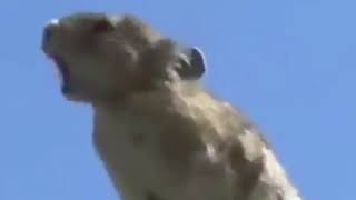 Con chuột thông minh nhất hành tinh