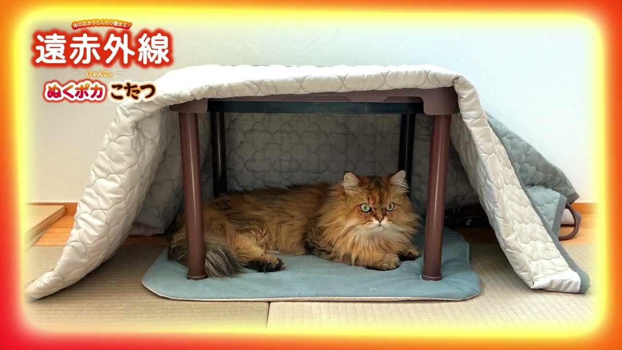 遠赤外線にゃんこのぬくポカこたつ L│マルカンの製品一覧｜ペット用品