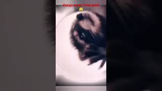 жиза ха-ха #music #пабг #солоранг