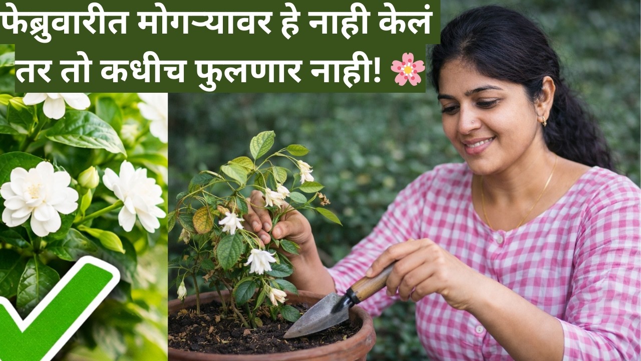 Nursery मधून मोगरा आणलात? आधी हे करा नाहीतर 15 दिवसात मरतो! 😳🌼Nursery Jasmine Care Marathi