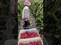 Smart Agriculture: Growing Dragon Fruit with Light