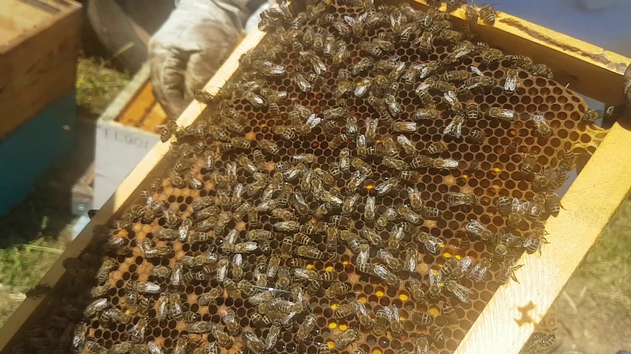 Καταστολή Σμηνουργίας. Πειραματική μέθοδος Μέρος 4