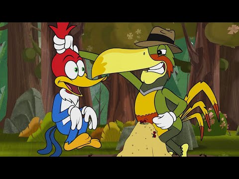 نحن نصور هنا وودي نقار الخشب حلقة كاملة