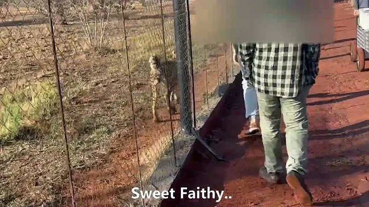 Day 5 (2/2): Feeding Time on Cheetah Side