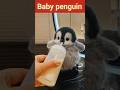 cute baby penguin#viral #penguin