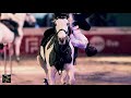 Equestrian Acrobatics and Dancing Horses | Beach Polo Cup Dubai 2017