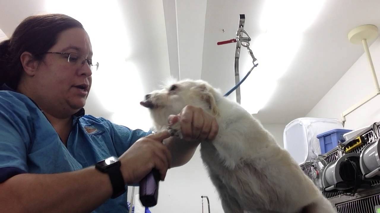 Positive grooming on an anxious dog. YouTube