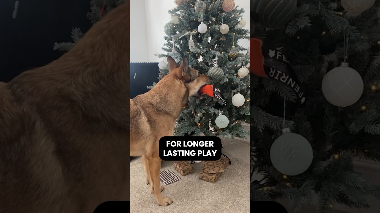 The Fenrir Bite Resistant Tug Toy 🐕