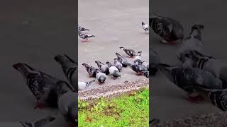 MERPATI LAMBANG PERDAMAIAN, CINTA KASIH, DAN KESETIAAN #short #shorts #shortvideo