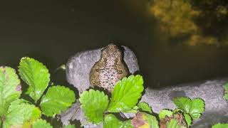 Eastern gray tree frogs calling in my pond again. 6/30/26