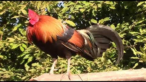 qaib dib daj cuab tuaj zoo heev 10/12/2019