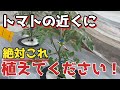 【トマト】の横に植えるだけでメリットいっぱいの〇〇を紹介します【無農薬】