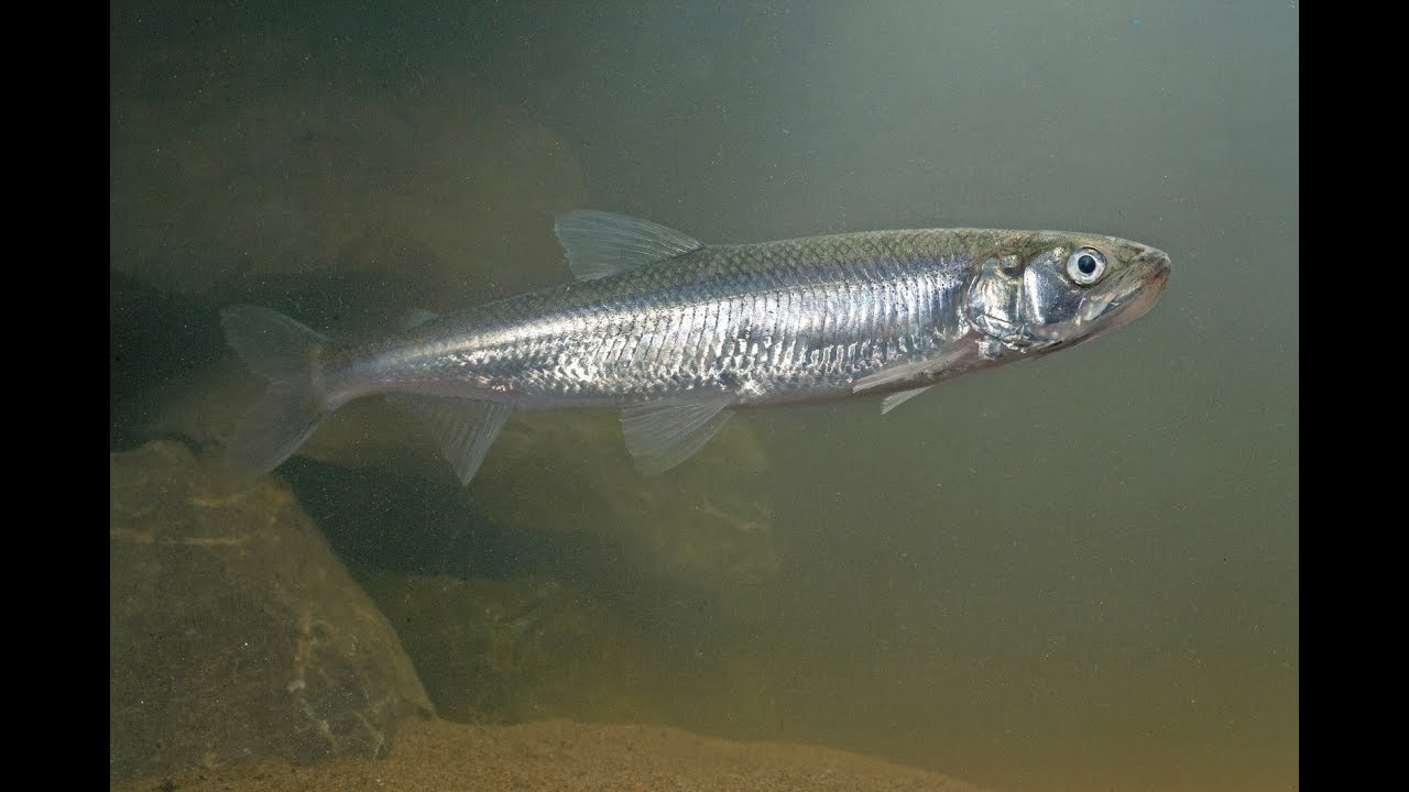 Visstand in het IJsselmeer: heden en toekomst