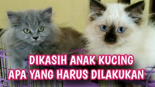 MERAWAT ANAK KUCING 1,5 BULAN BARU ADOPSI