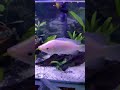 My fish fiding time 🐠 #aquarium #fishkeepinghobby #aquaticlife #exoticaquariumfish #fish #fishtank