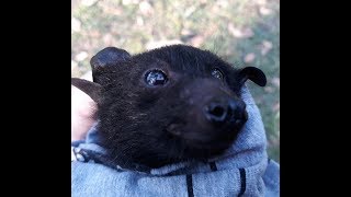 James Flying Fox Bat When We First Got To The Bat Colony Visit  .