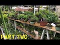 36th OMIYA BONSAI FESTIVAL: May 3~5, 2019  Omiya Bonsai Village, Japan  PART TWO