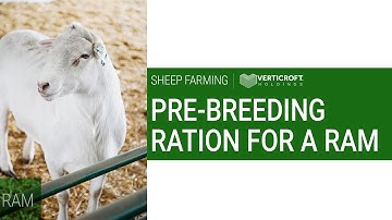Pre - Breeding Ration For A RAM | Sheep Farming | Verticroft Holdings | Ryan Singlehurst