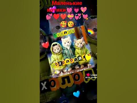 маленькие котики котики 💕💕💞💘💝💕💗💓♥️🌹 - YouTube