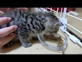 生後一ヶ月の子猫の餌の食べっぷりがだんだんすごくなっていく動画 baby kitten eat cat food