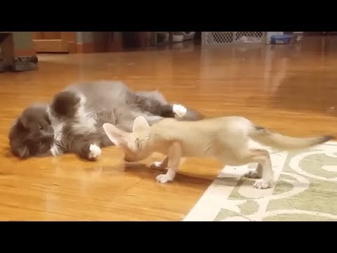 fennec bothers kitty