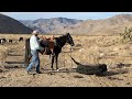 Checking Cattle on the Feed Ground