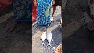 Trevally fish auction in kasimedu fish market