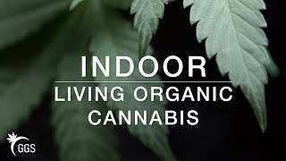 Growing Cannabis: No Till Living Organic Marijuana in Flower, Veg, and Seedling Phase