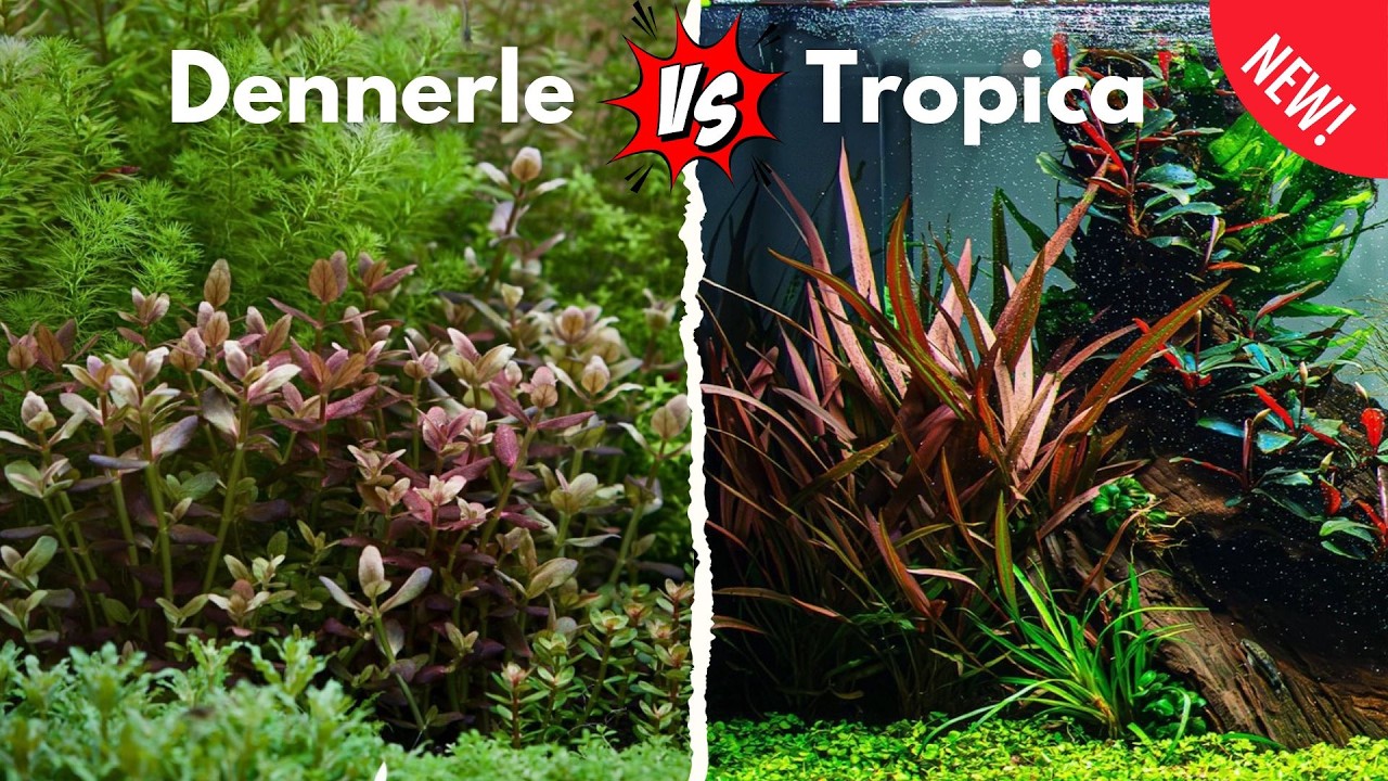 Neue Pflanzen bei Tropica und Dennerle Plants! 🌿