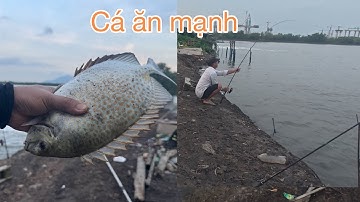 Tập 12 câu cá đùng Mậu tráp ăn mạnh câu được con rìa bông bằng cách không tưởng