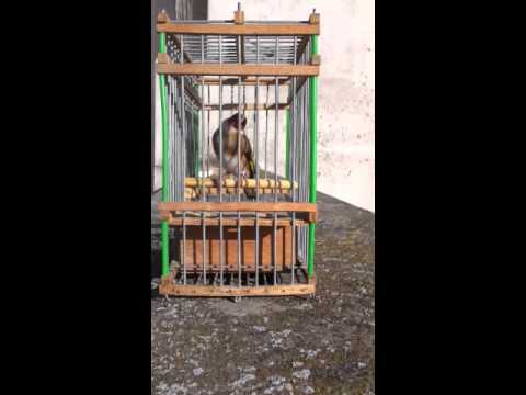 Chardonneret Attaque Par Bou3mira