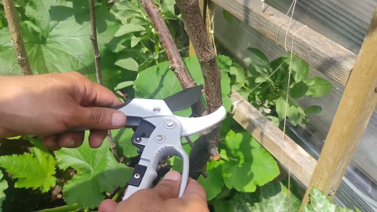 Aldi Garden Shears Any Good You