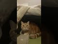 猫のさりり89