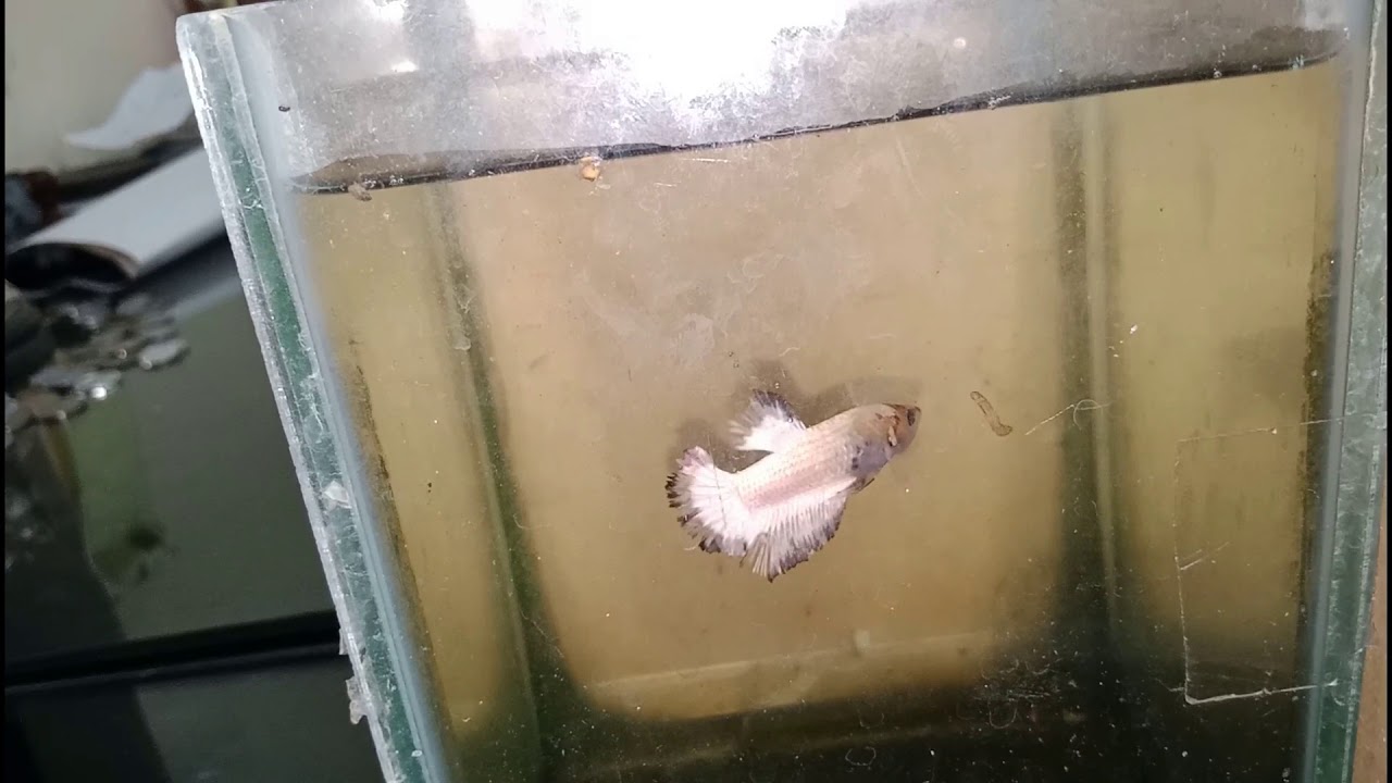 BLUE RIM MITOS.?  GUA BONGKAR (KEMARAHAN BREEDER TERKUAT DI BUMI)