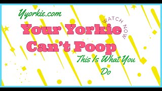 If Your Yorkie Is Constipated This Is What You Can Do (MUST WATCH)