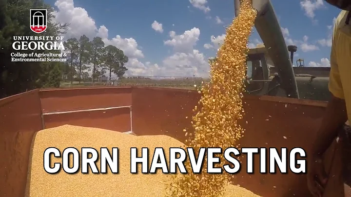Corn Harvesting