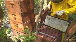 Download Lagu Apiário Sabor da Natureza MP3