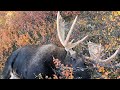 My Favourite on Video Moose Hunt Call In Sequences  # 2 of 3