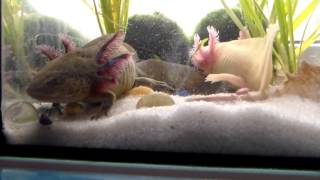 Ручная рыбка с лапками, аксолотль научился есть с рук (axolotl salamander)