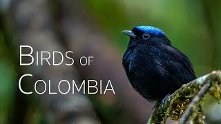 Colombia Birding Adventure: Diverse Avian Wonders | Episode 2