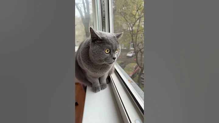 Watch the video about SHOCKING Cat Behavior Caught on Camera!