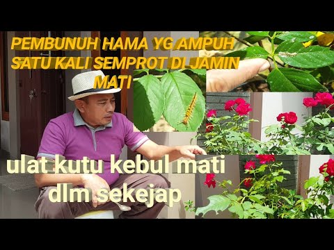 Video: Mengobati Jamur Bulu Pada Bunga Mawar