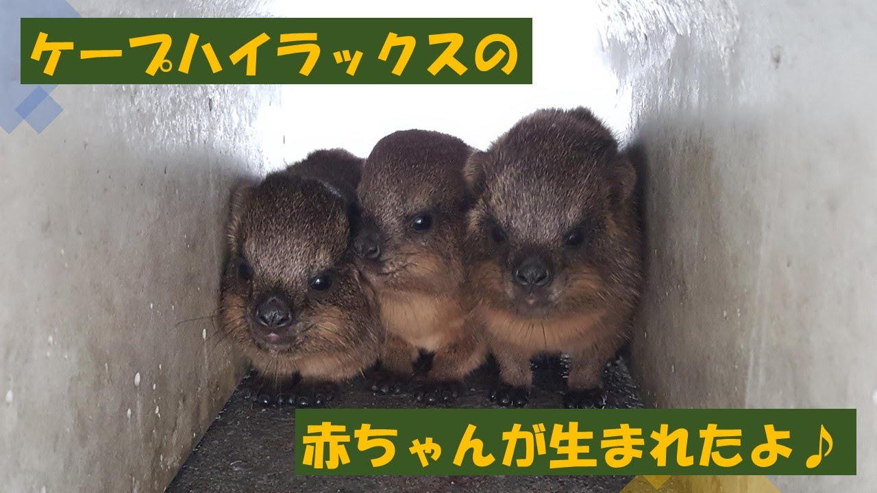 ケープハイラックスの赤ちゃんが生まれたよ Youtube ケープハイラックスの赤ちゃんが生まれたよ Youtube