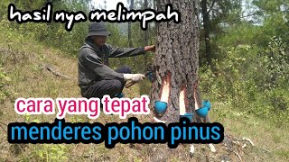 cara menderes Pinus dari awal