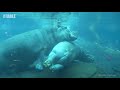 SAN DIEGO ZOO - Hippos Swimming Under Water