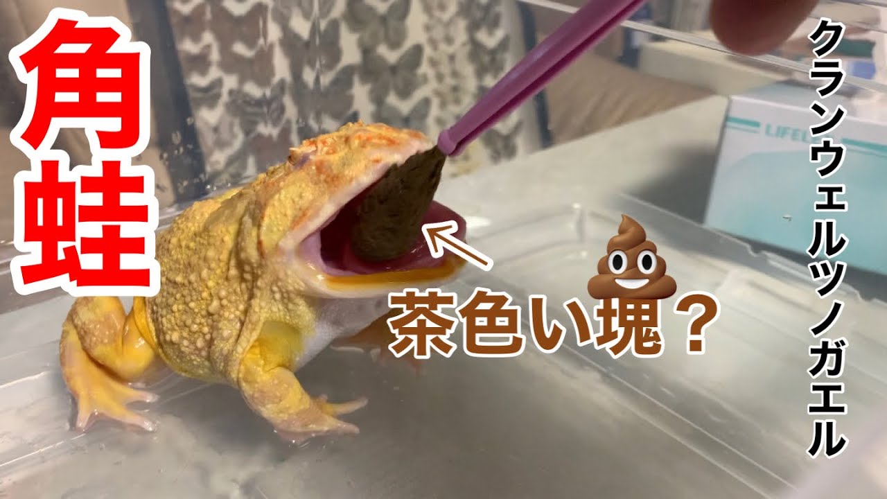 カエル飼育 ツノガエルの鳴き声と威嚇についての動画です クランウェルツノガエル Youtube