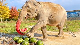 Watch how skillfully Magda gobbles up watermelons! The elephant performer is a favorite at Taigan!