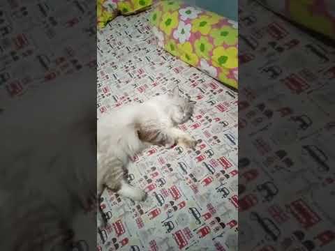 Kucing Gembrot Bobo Siang 